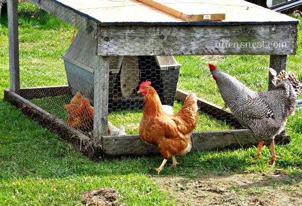 rooster looking at new chicks