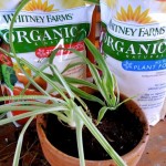 whitney-farms-plant-food