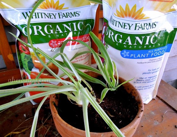 organic plant food