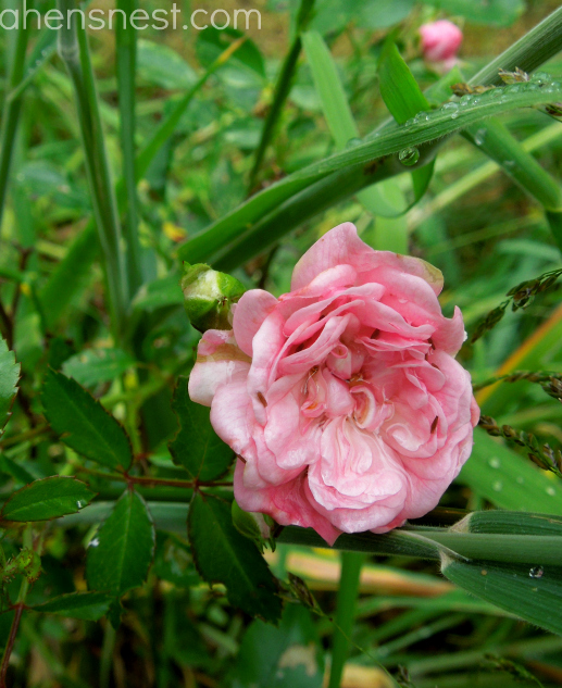 pink fairy rosebush