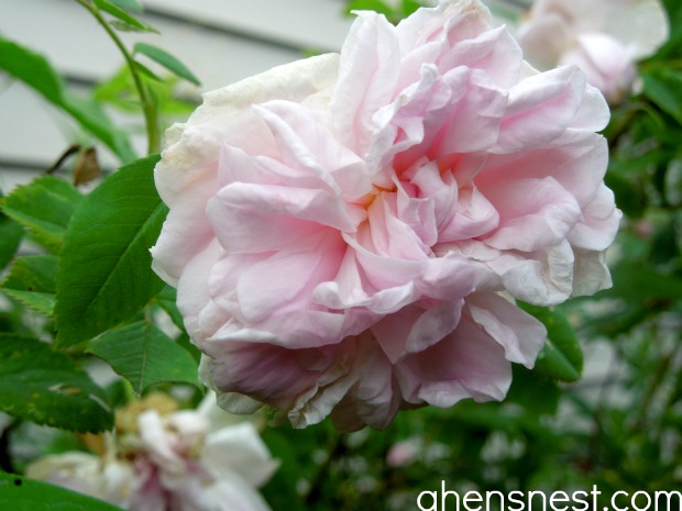 pink seven sisters roses