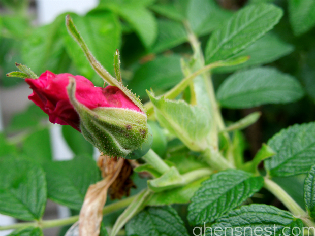 shrub rose bud