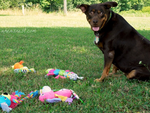 Ginger loves dog toys