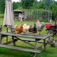 chickens picnic table roosting