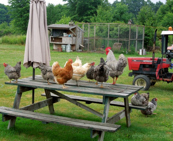 chickens picnic table roosting
