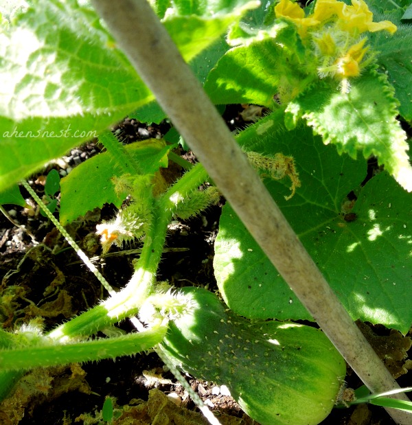 cucumber plant 2012