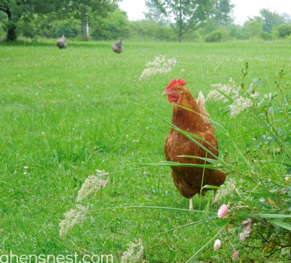 Random chicken Photo! - penny in the weeds