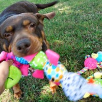 ginger playing with toys from pet collection toysrus