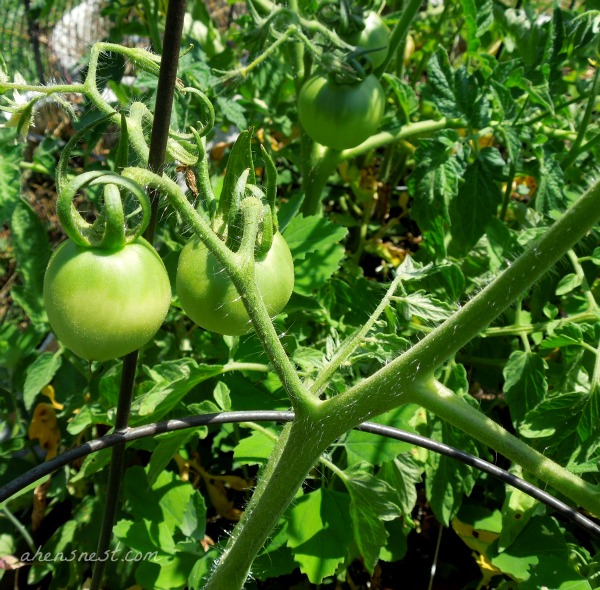 tomato plants 2012