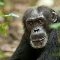 Freddy - Disneynature's Chimpanzee