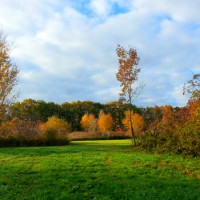 autumn backyard