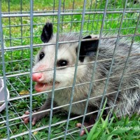 possum capture