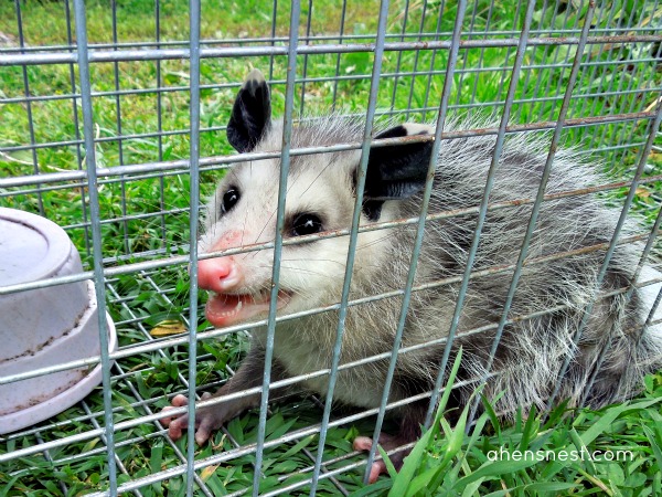 possum capture