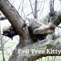 evil tree kitty