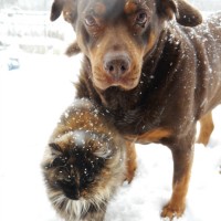 best-friends snow
