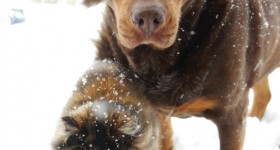 best-friends snow
