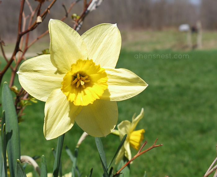 daffodil blooms