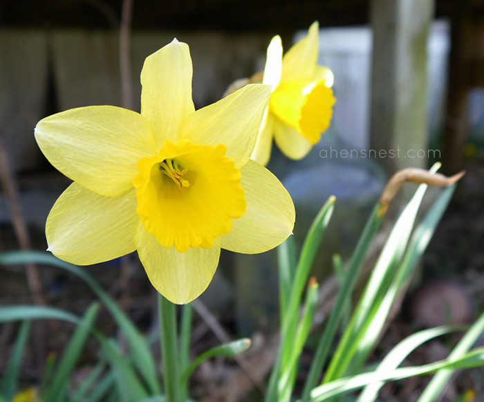 spring daffodil bloom
