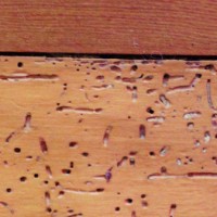 termite wood