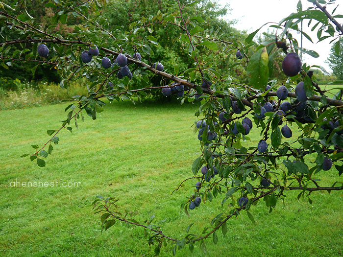 our plum tree