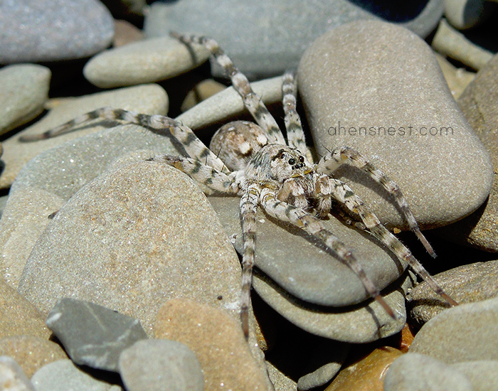 Presque Isle State Park Lake Erie Pennsylvania - gross furry beach spider