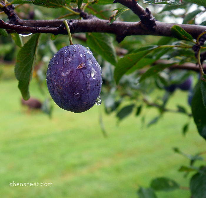 purple plum tree in pennsylvania