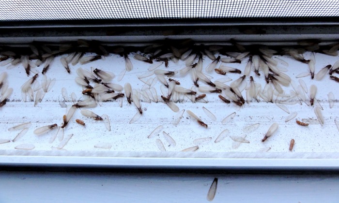 dead termites by Editor B on Flickr