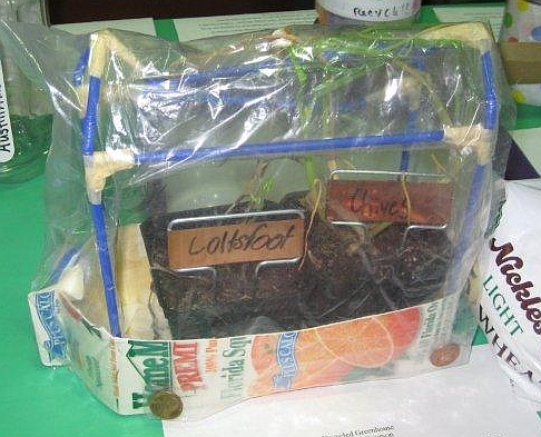 recycled terrarium greenhouse craft