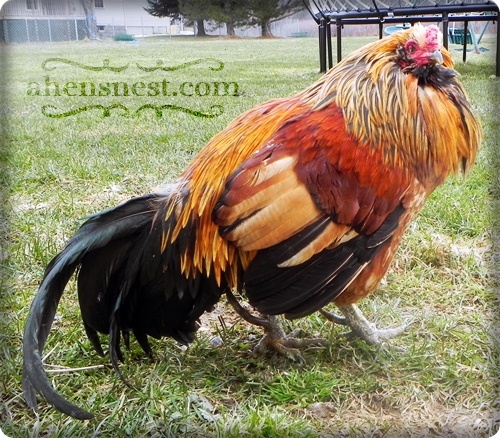 My pet Ameraucana rooster