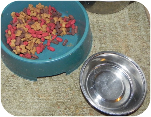 Ginger tried her usual dog food and new Nutrish. Nutrish won!