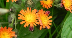 orange hawkweed PA wildflower