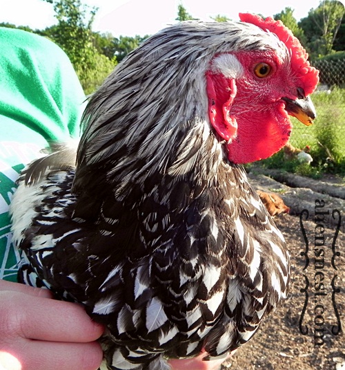 young Silver Laced Wyandotte Rooster - rose comb