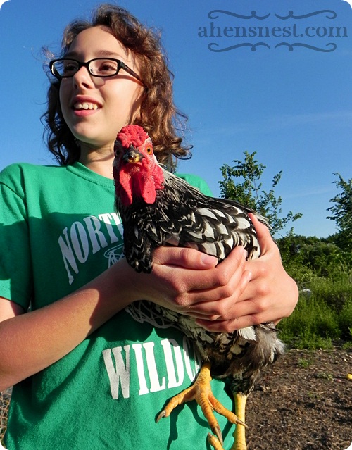 young Silver Laced Wyandotte Rooster