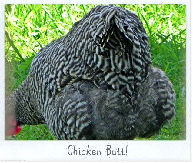 chicken butt