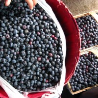 fresh picked blueberries