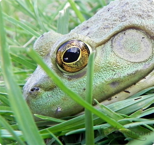 frog eyeball