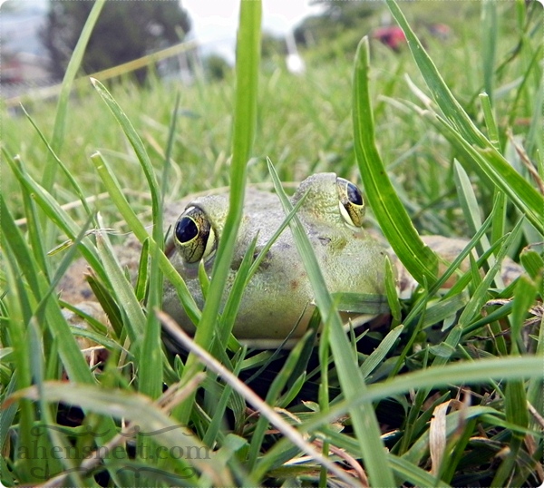 frog in the yard