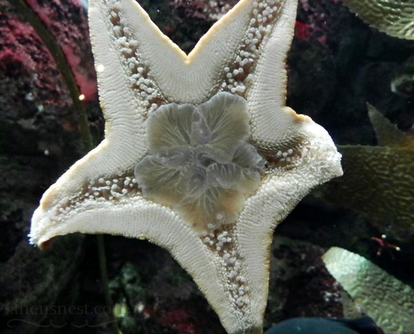 starfish pittsburgh zoo