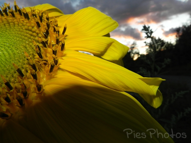 sunflower at dusk