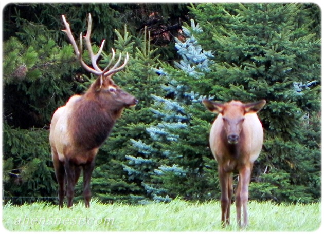 adult bull elk