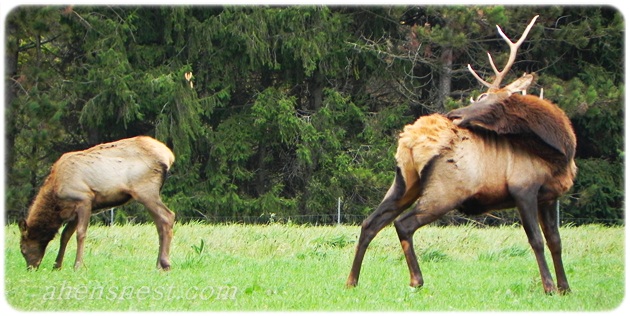 bull elk scratching