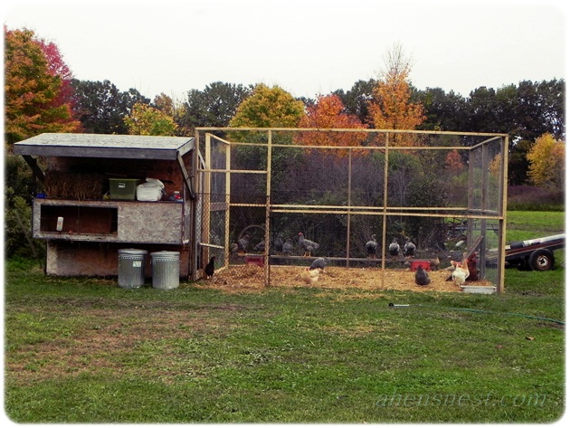 chicken pen and old coop
