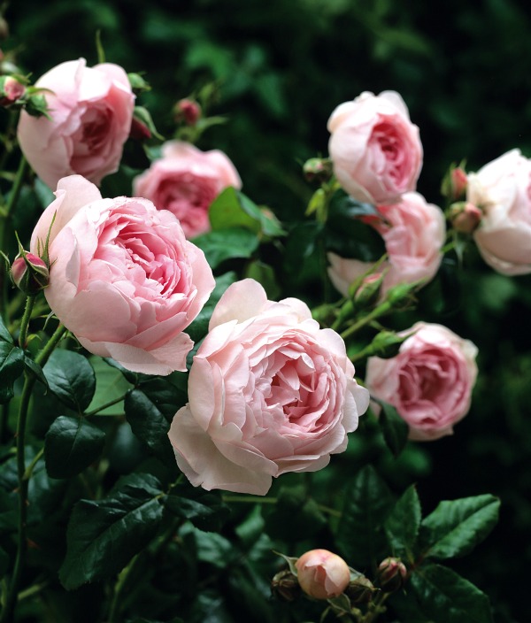 Ten Most Fragrant English Roses to beautify your gardens this year! - A