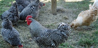 chickens under the bird feeder