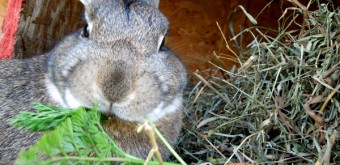 cute bunny eating a carrot