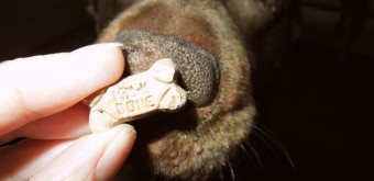 Ginger thinks Milk Bone Trail Mix is yummy