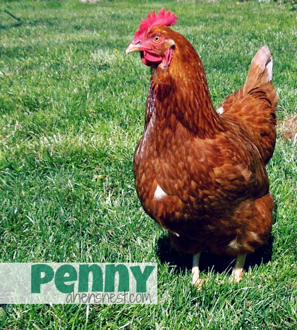 Penny the Hen