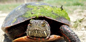 a turtle in our driveway