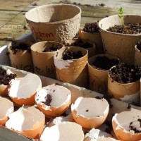 eggs and toilet paper tubes make great recycled seed planters