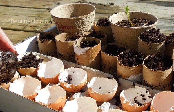 eggs and toilet paper tubes make great recycled seed planters